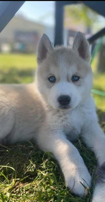 톤네이샤랑트 Gite Des Huskys 빌라 외부 사진