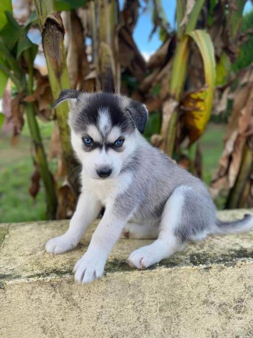 톤네이샤랑트 Gite Des Huskys 빌라 외부 사진