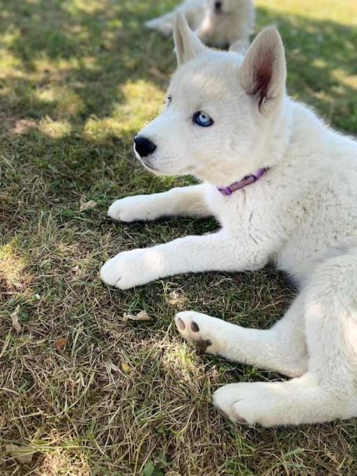 톤네이샤랑트 Gite Des Huskys 빌라 외부 사진
