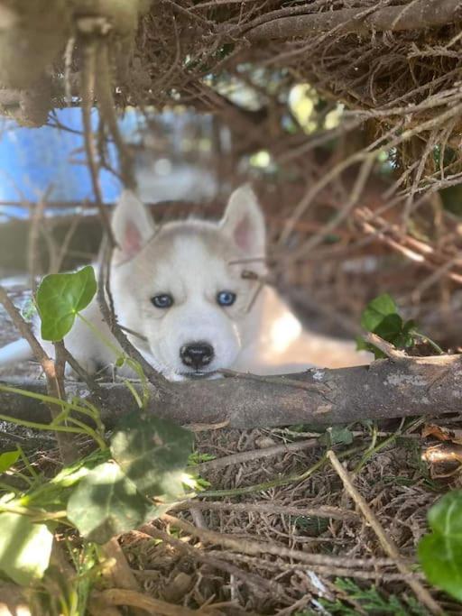 톤네이샤랑트 Gite Des Huskys 빌라 외부 사진