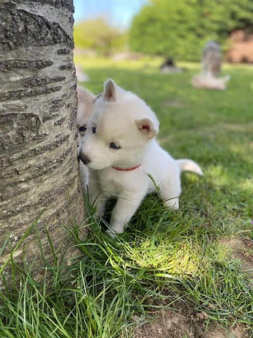 톤네이샤랑트 Gite Des Huskys 빌라 외부 사진