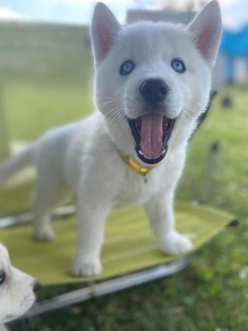 톤네이샤랑트 Gite Des Huskys 빌라 외부 사진