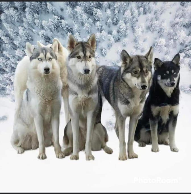 톤네이샤랑트 Gite Des Huskys 빌라 외부 사진