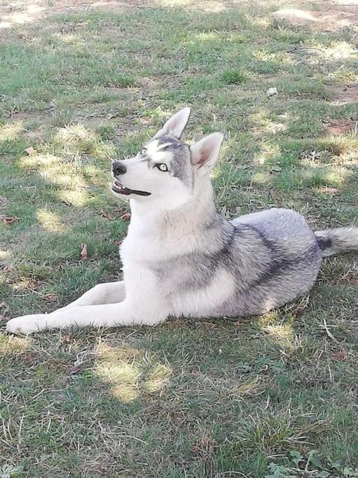 톤네이샤랑트 Gite Des Huskys 빌라 외부 사진
